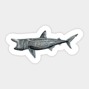 Basking shark Sticker